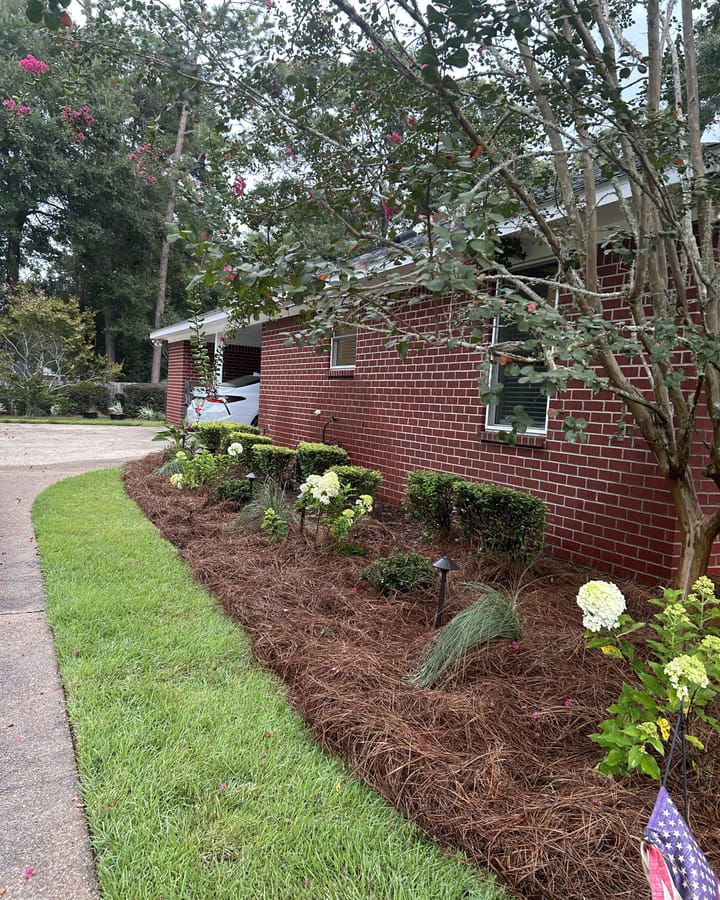 New planting bed with hydrangeas, shrubs, and pine straw along a brick house and driveway